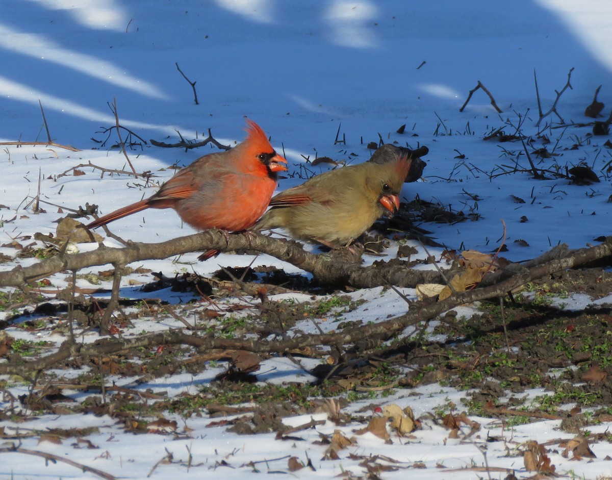 Northern Cardinal - ML406796551