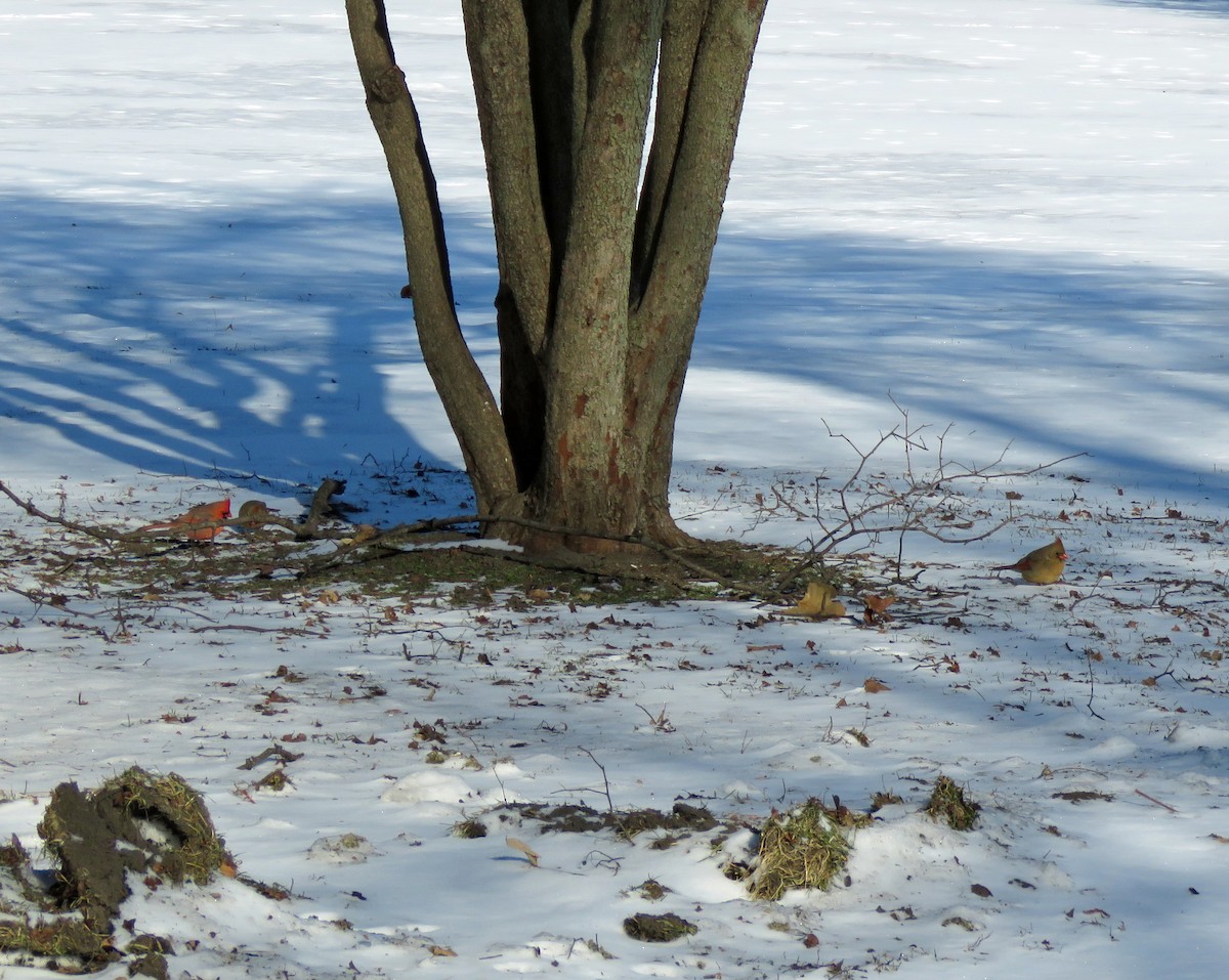 Northern Cardinal - ML406796611