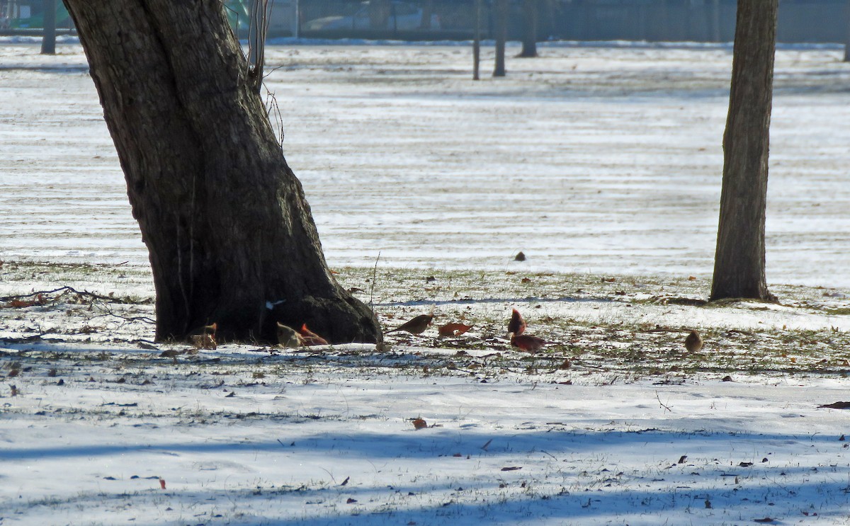 Northern Cardinal - ML406796721