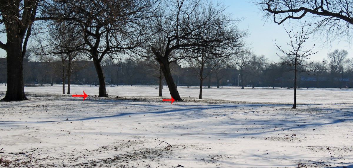 Northern Cardinal - ML406796811