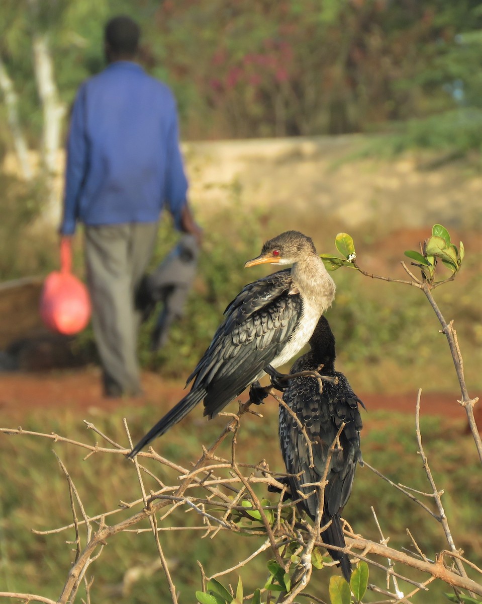 Long-tailed Cormorant - ML406798831