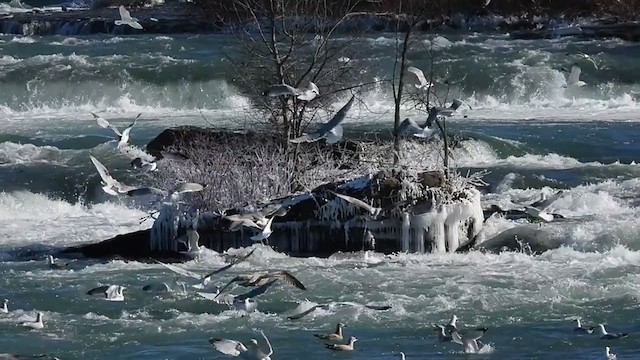 Herring Gull - ML406800531