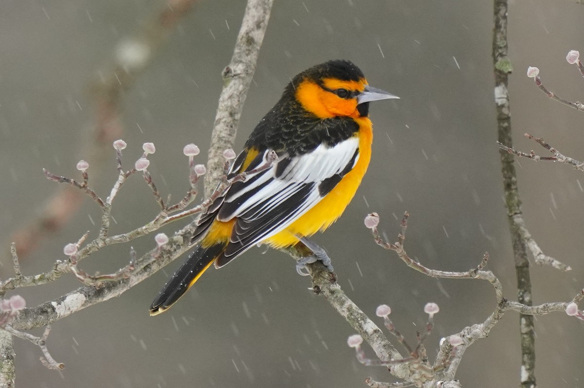 Bullock's Oriole - ML406800811