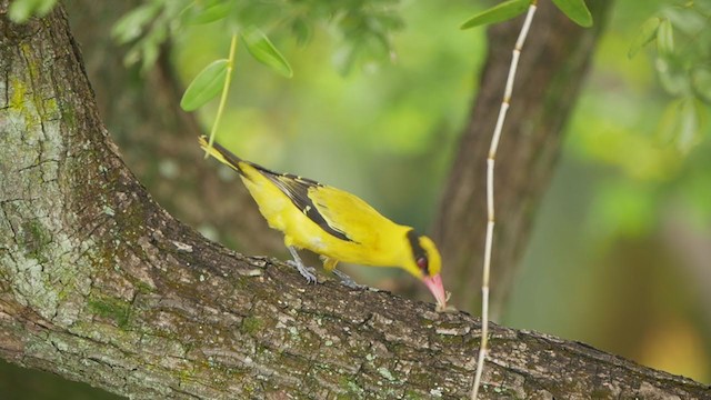 Black-naped Oriole - ML406801001