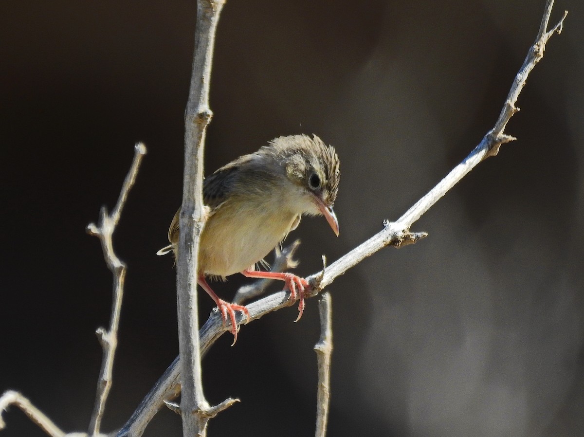 Socotra Cisticola - Ivan Leshukov