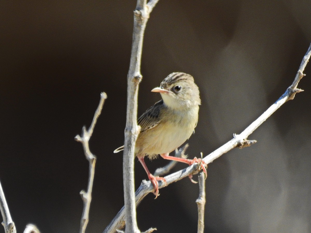 Socotra Cisticola - Ivan Leshukov