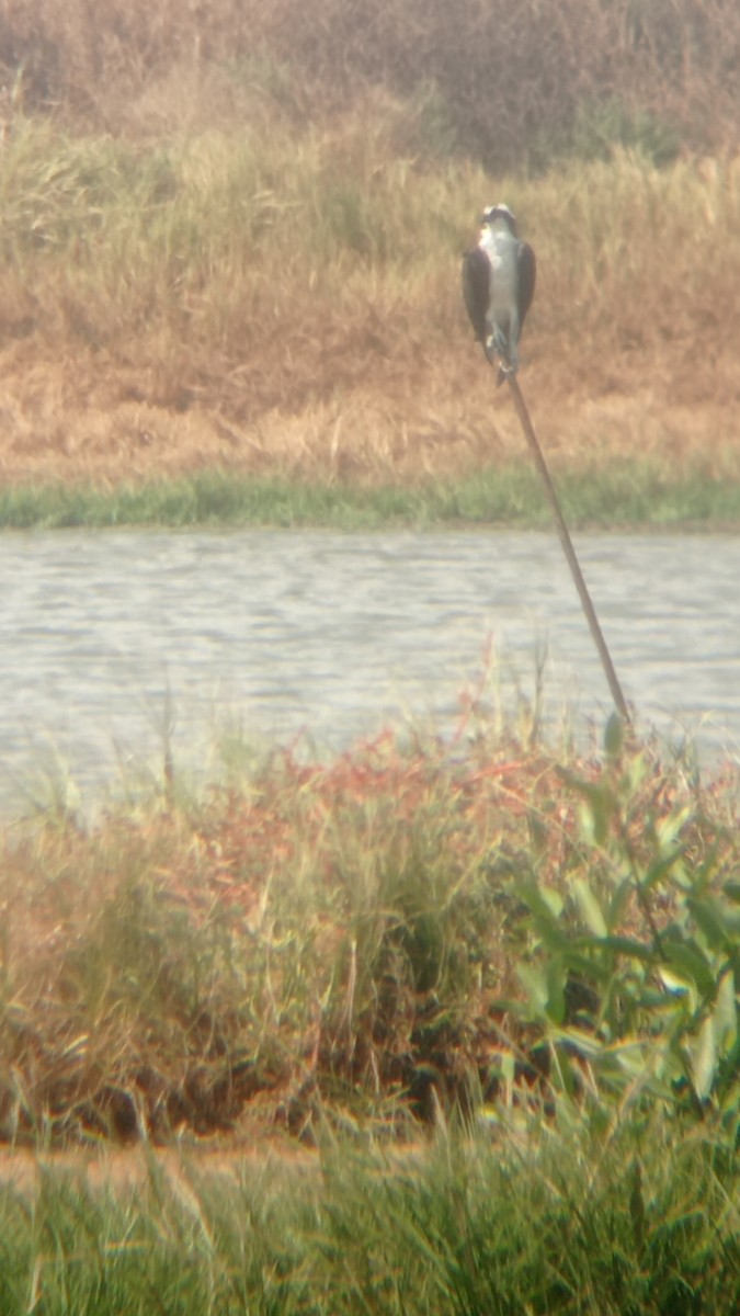 Balbuzard pêcheur - ML406802841