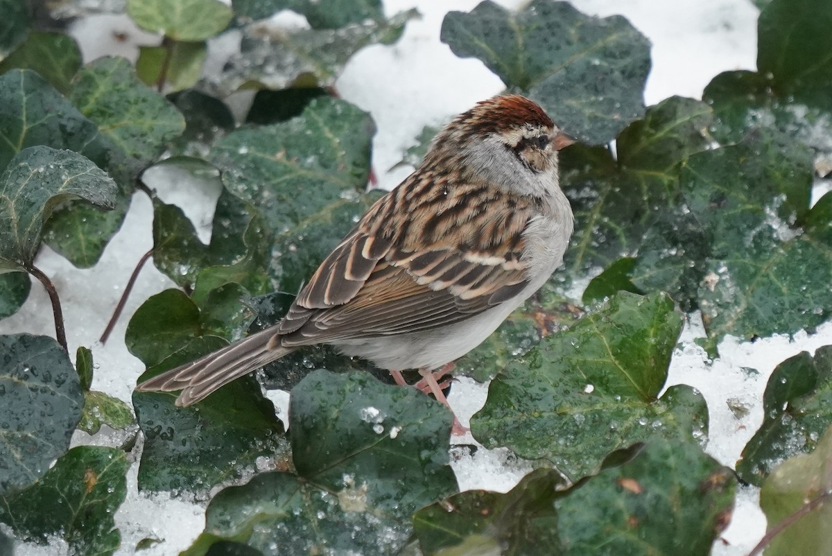 Chipping Sparrow - Jeanie McCoy