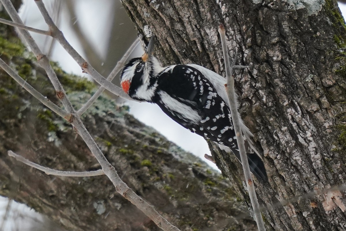 Hairy Woodpecker - ML406803521