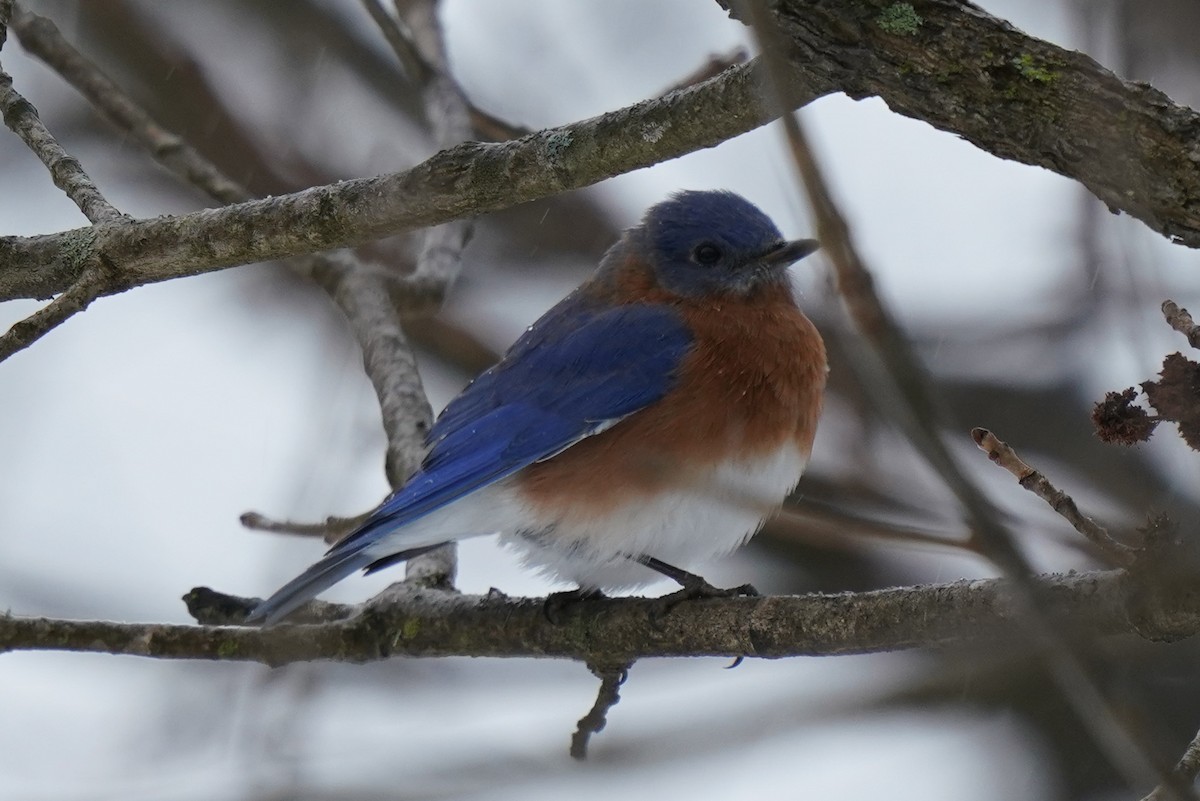 Eastern Bluebird - ML406804321