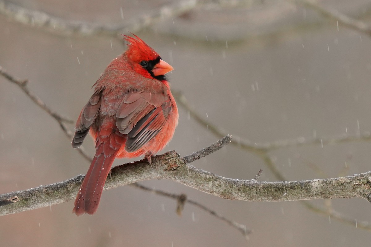 Cardinal rouge - ML406804651