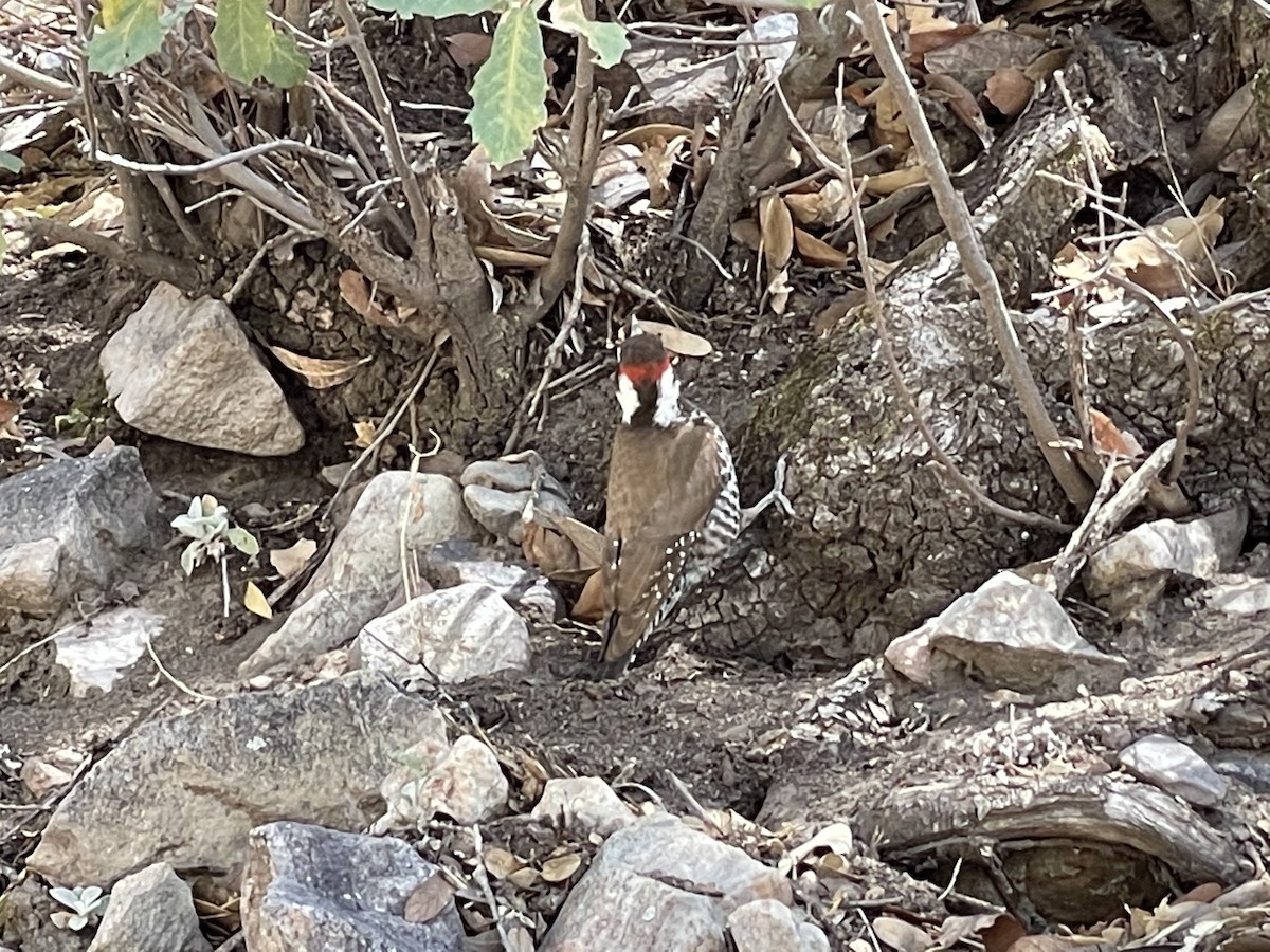 Arizona Woodpecker - ML406804941