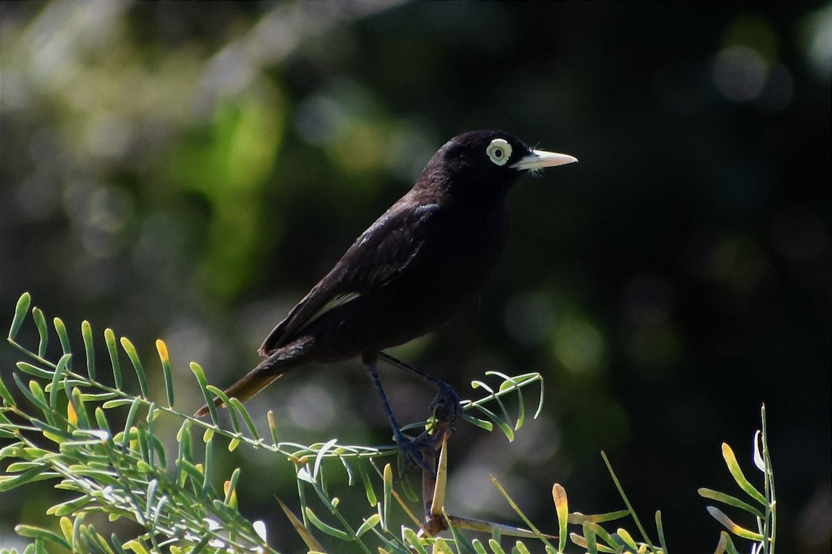 Spectacled Tyrant - Juan Bardier