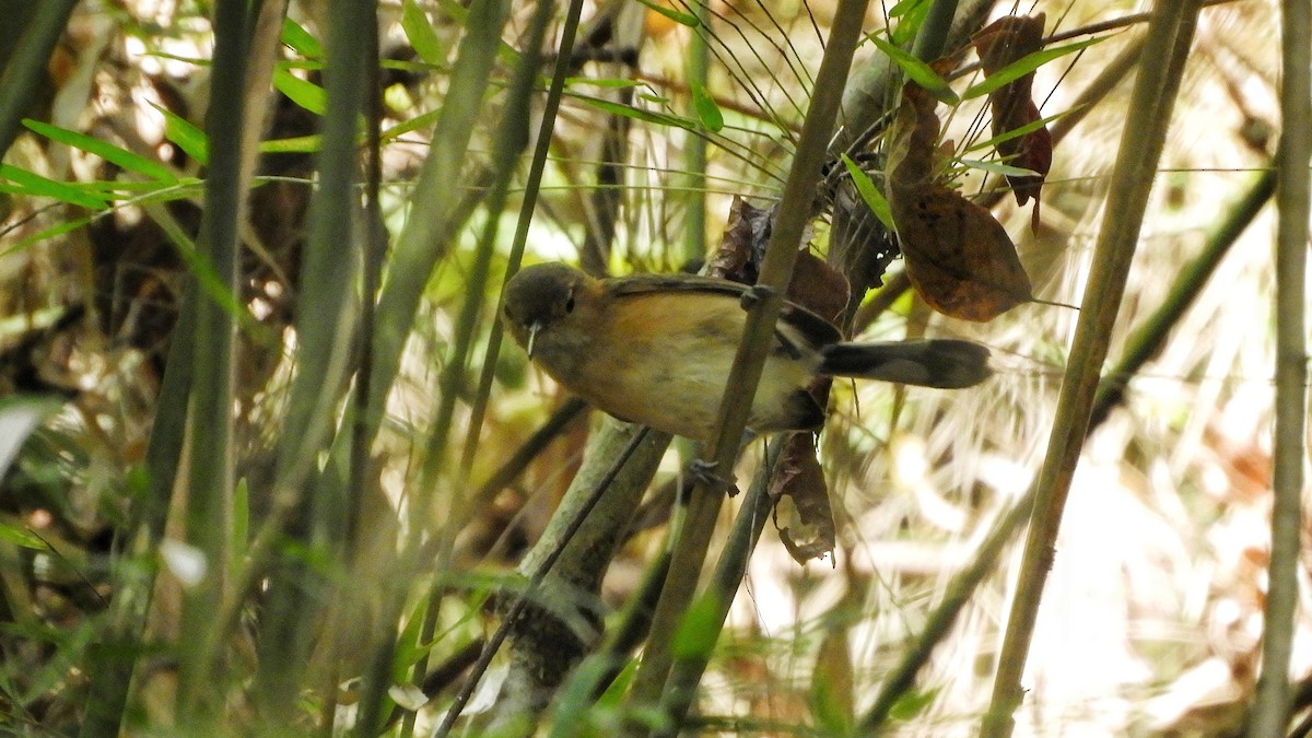 Long-billed Gnatwren - ML406806741