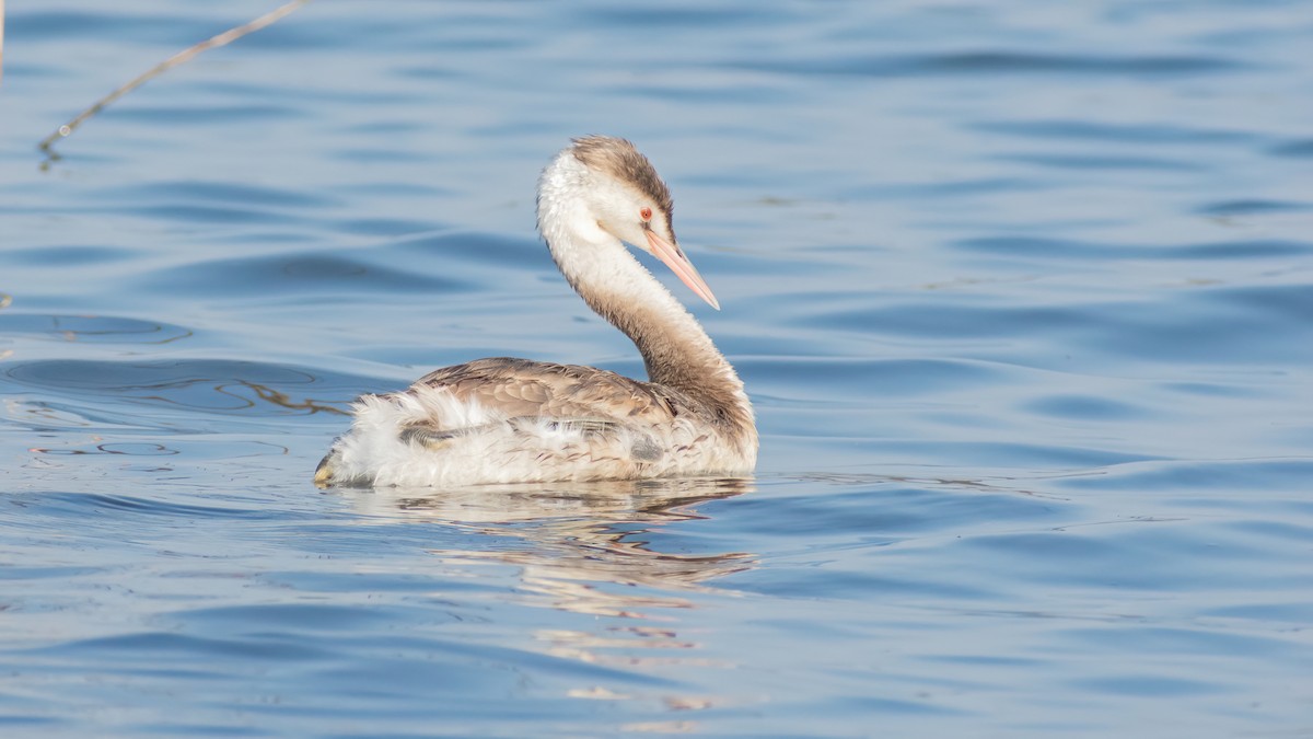 Great Crested Grebe - ML406807881