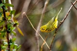 Prairie Warbler - ML406808311