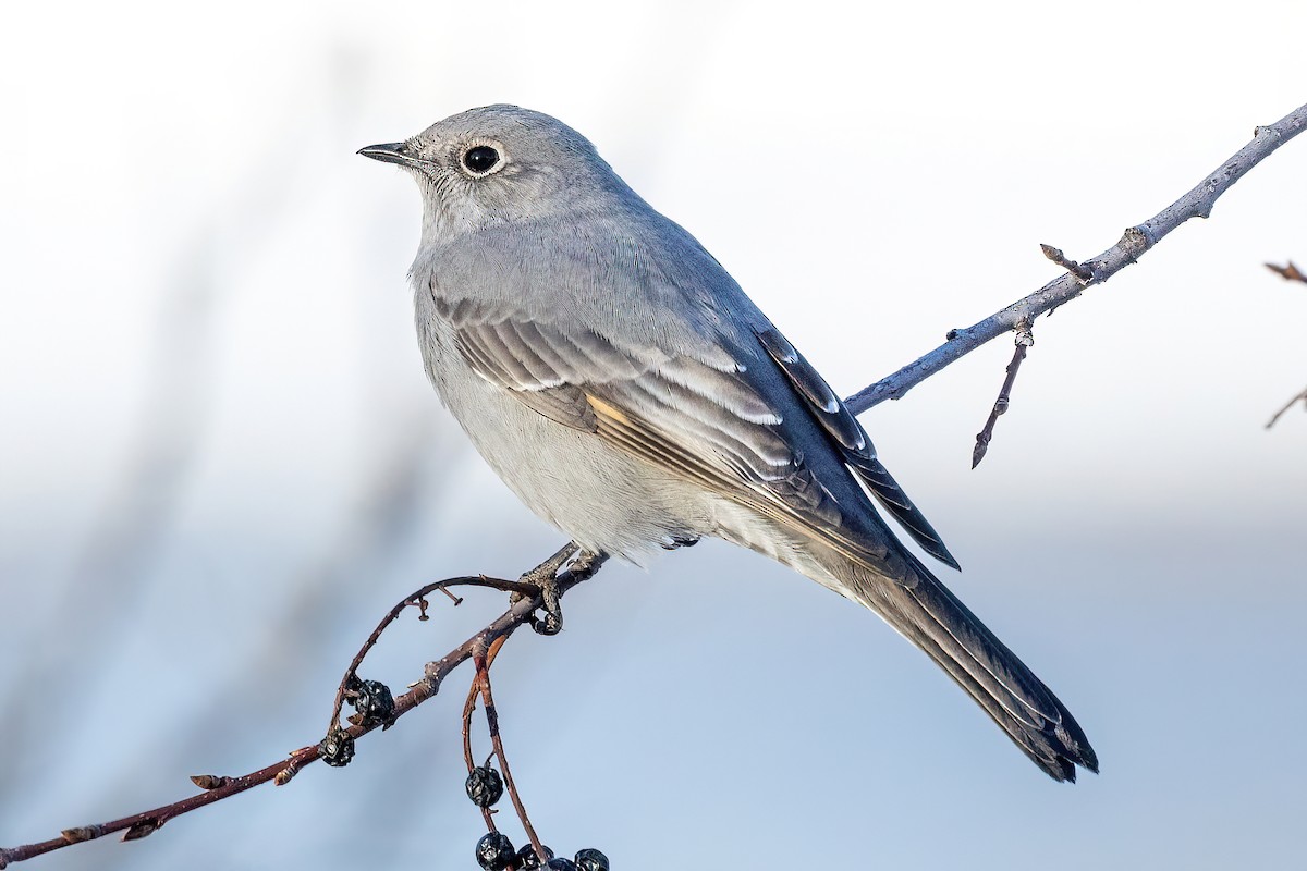 Townsend's Solitaire - Alan Knowles