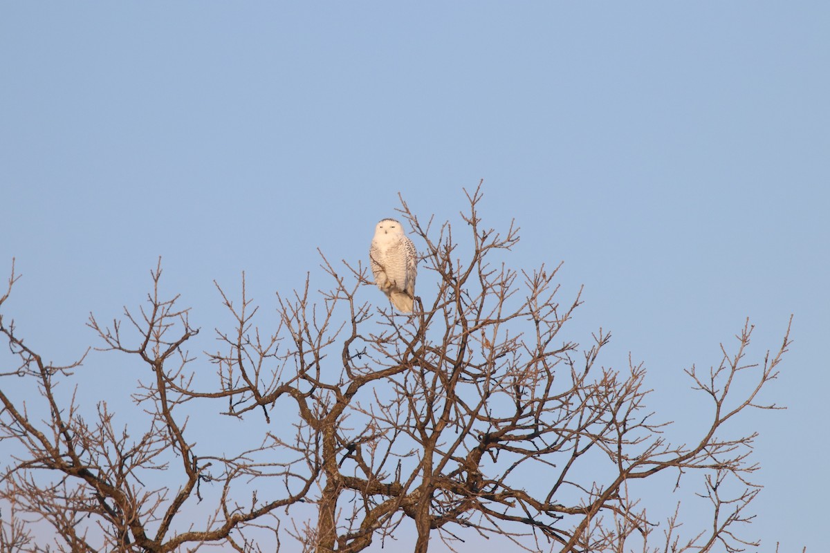 Snowy Owl - Jim Pecquex