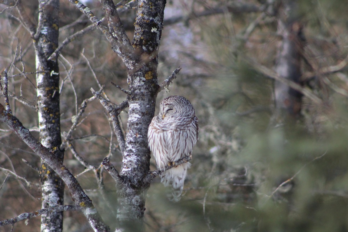 Barred Owl - ML406809081