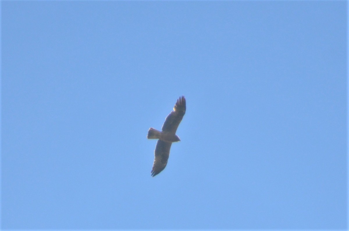 Booted Eagle - Christiaan Trommel