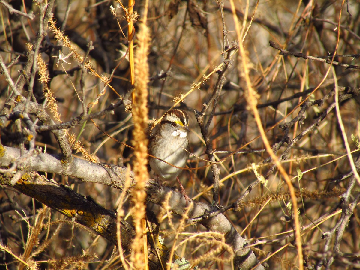White-throated Sparrow - ML406812141