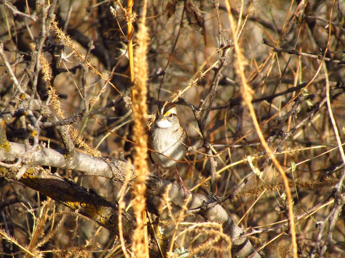 White-throated Sparrow - ML406812151