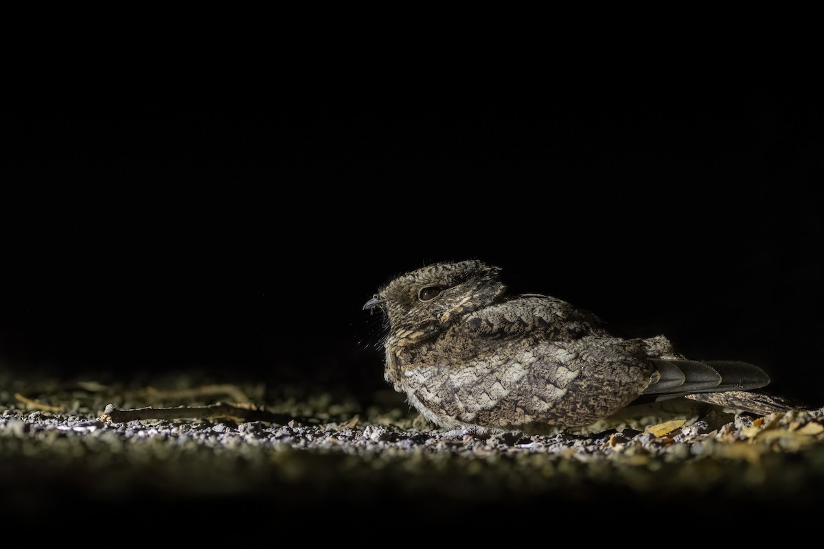 Band-winged Nightjar - ML406813061