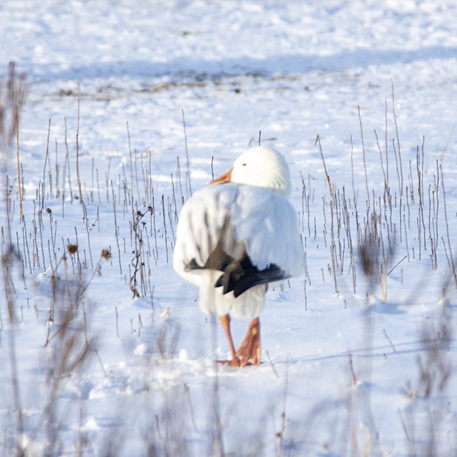 Oie des neiges - ML406816571