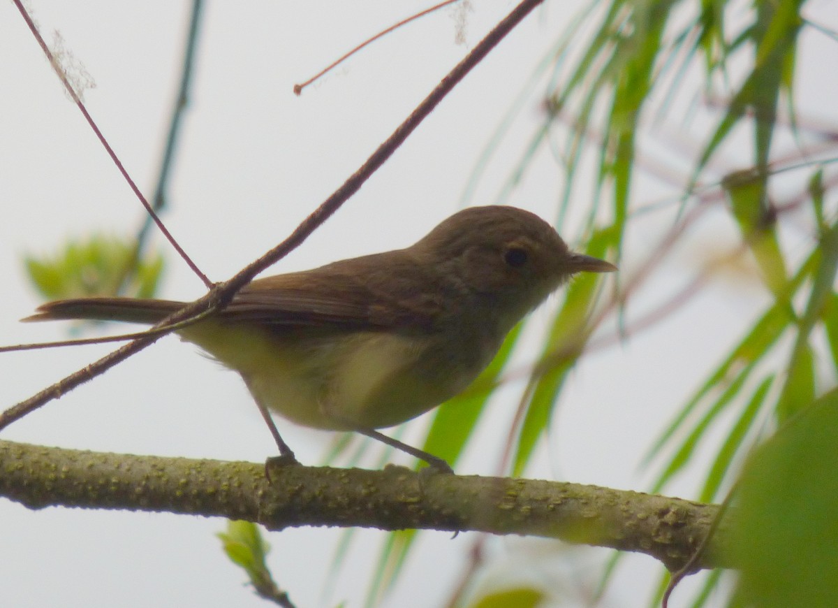 Fulvous-crowned Scrub-Tyrant - ML406816881