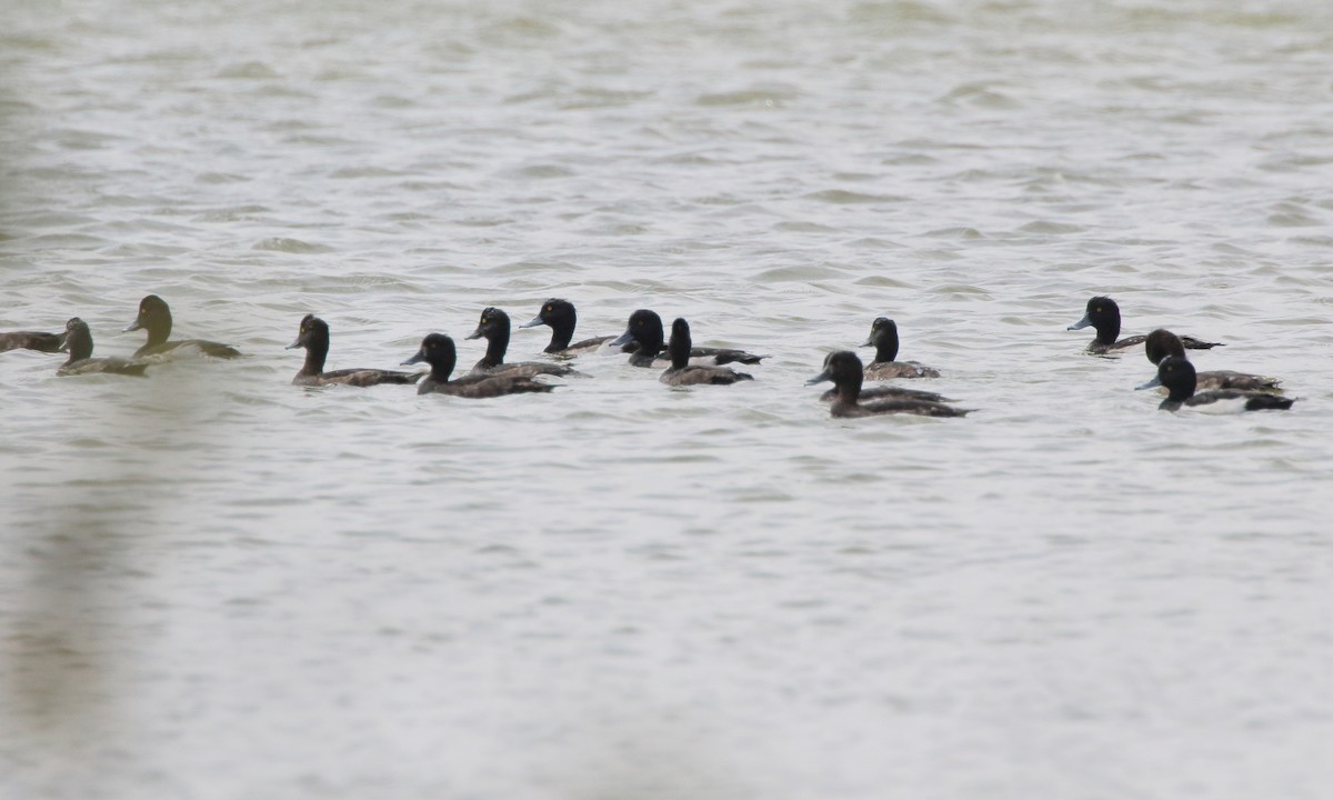 Tufted Duck - ML406817711