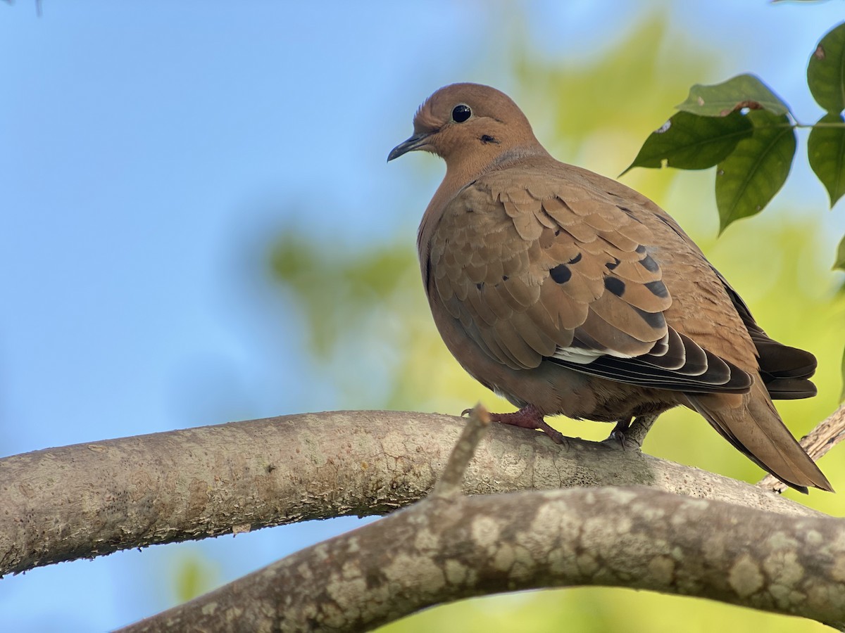 Zenaida Dove - ML406817741