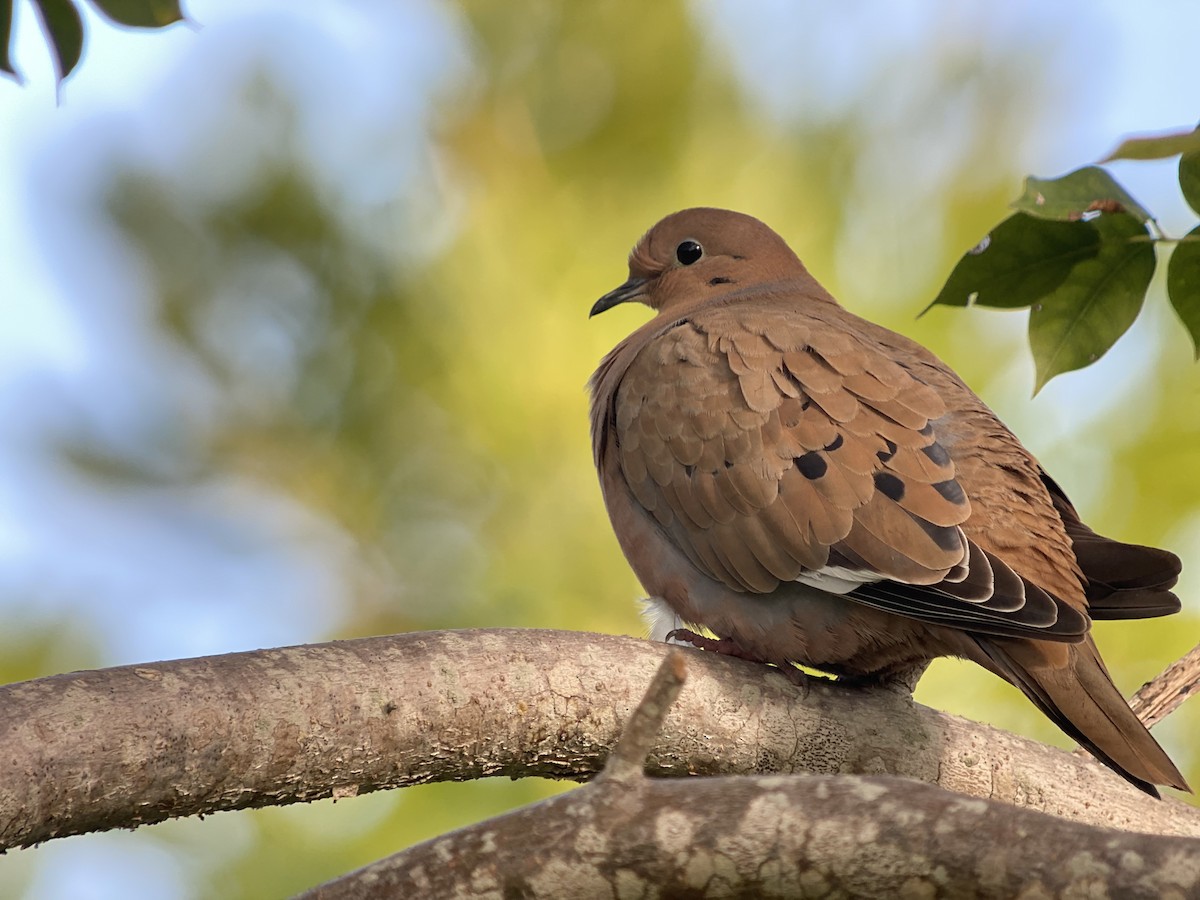 Zenaida Dove - ML406817751