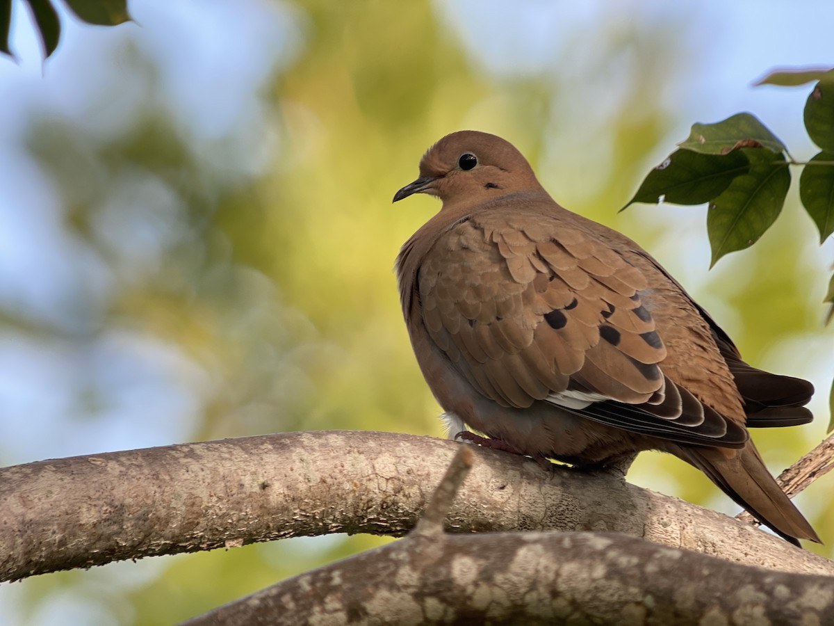 Zenaida Dove - ML406817761