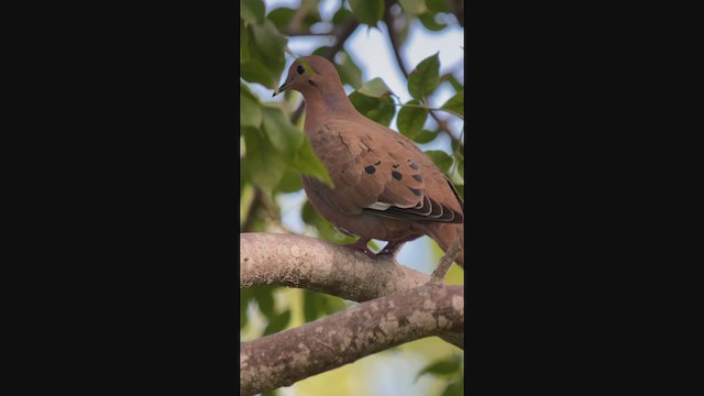 Zenaida Dove - ML406817861