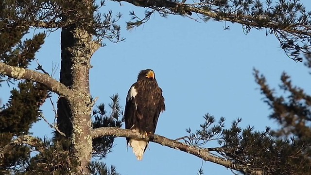 Steller's Sea-Eagle - ML406818281