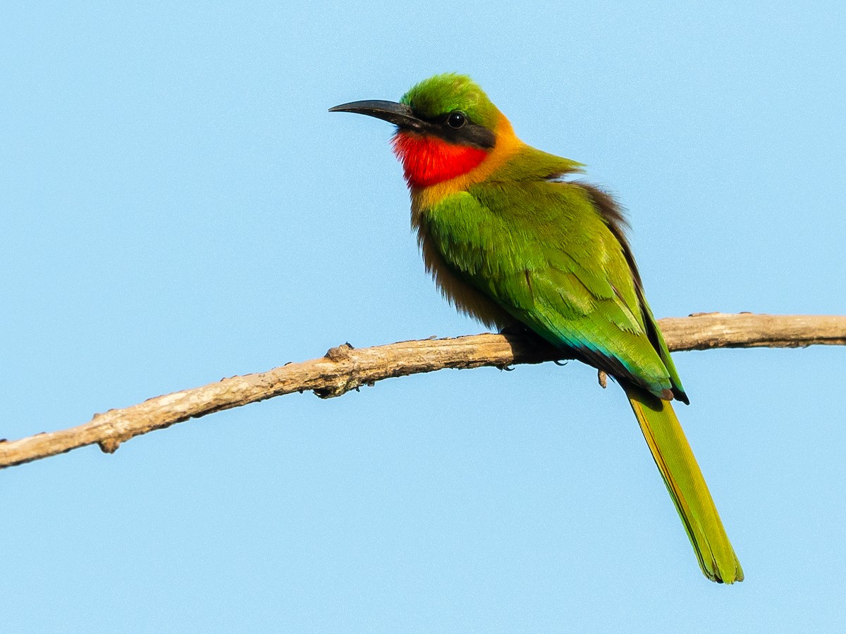 Red-throated Bee-eater - ML406818681