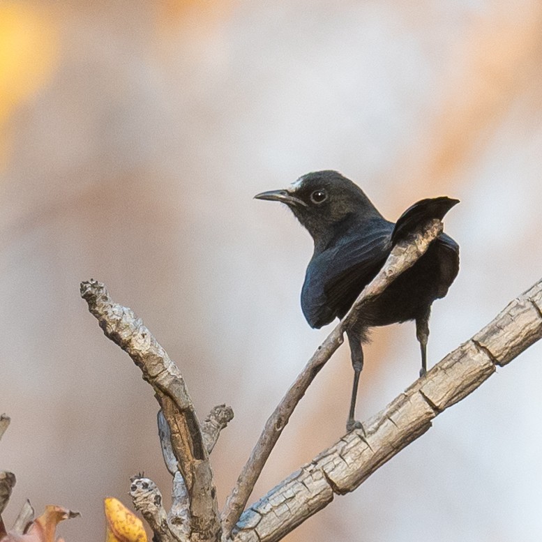 White-fronted Black-Chat - Jean-Louis  Carlo