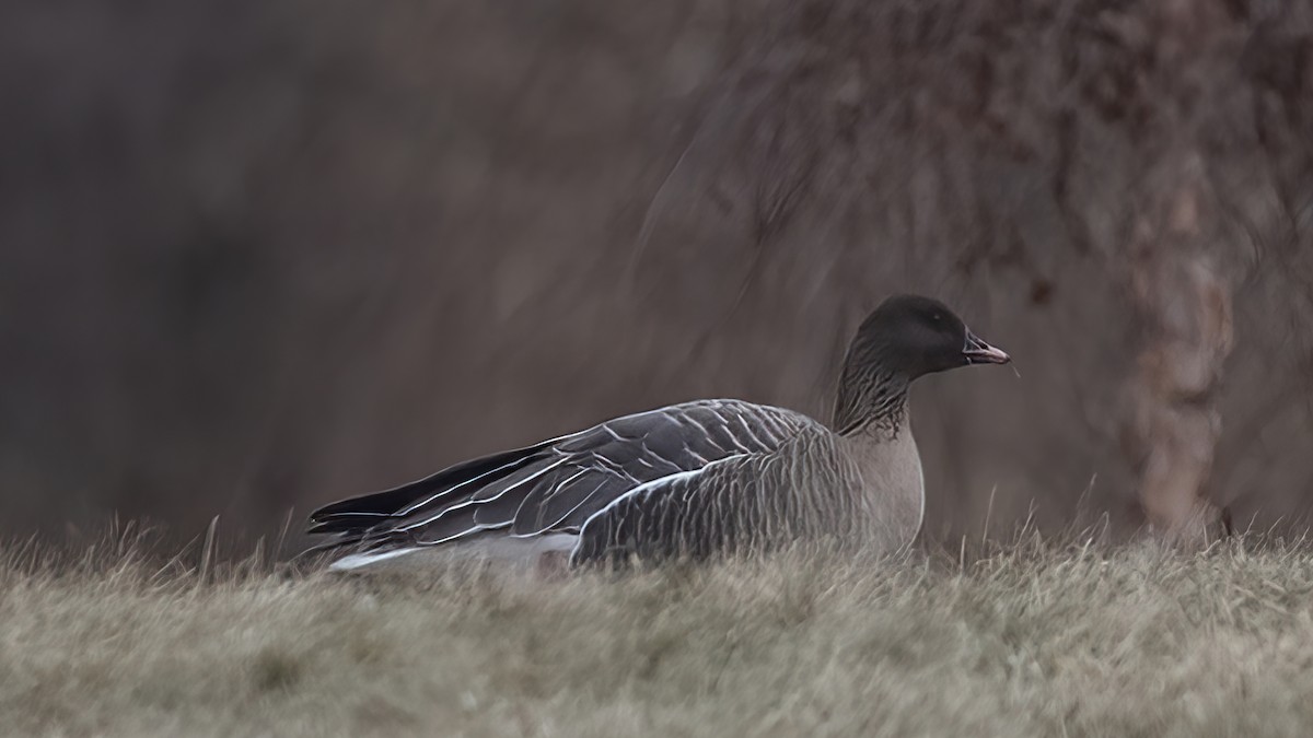 Pink-footed Goose - ML406819241