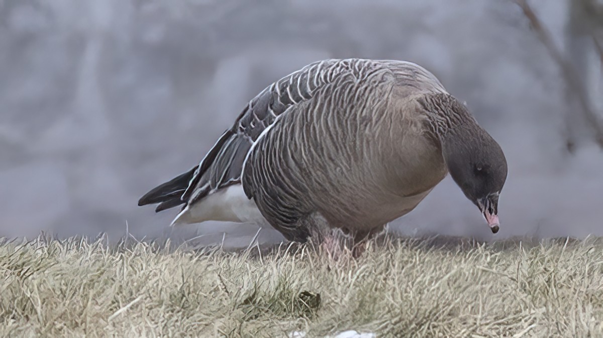 Pink-footed Goose - ML406819301