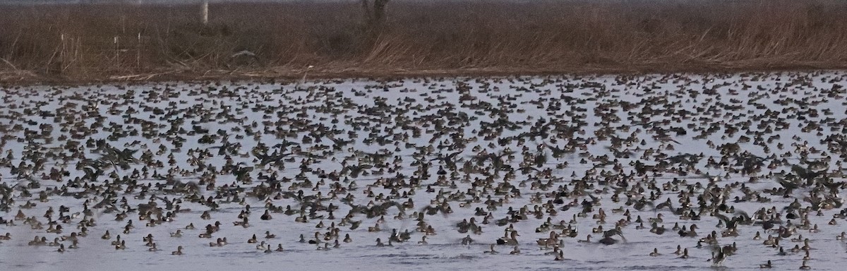 Green-winged Teal - ML40681931