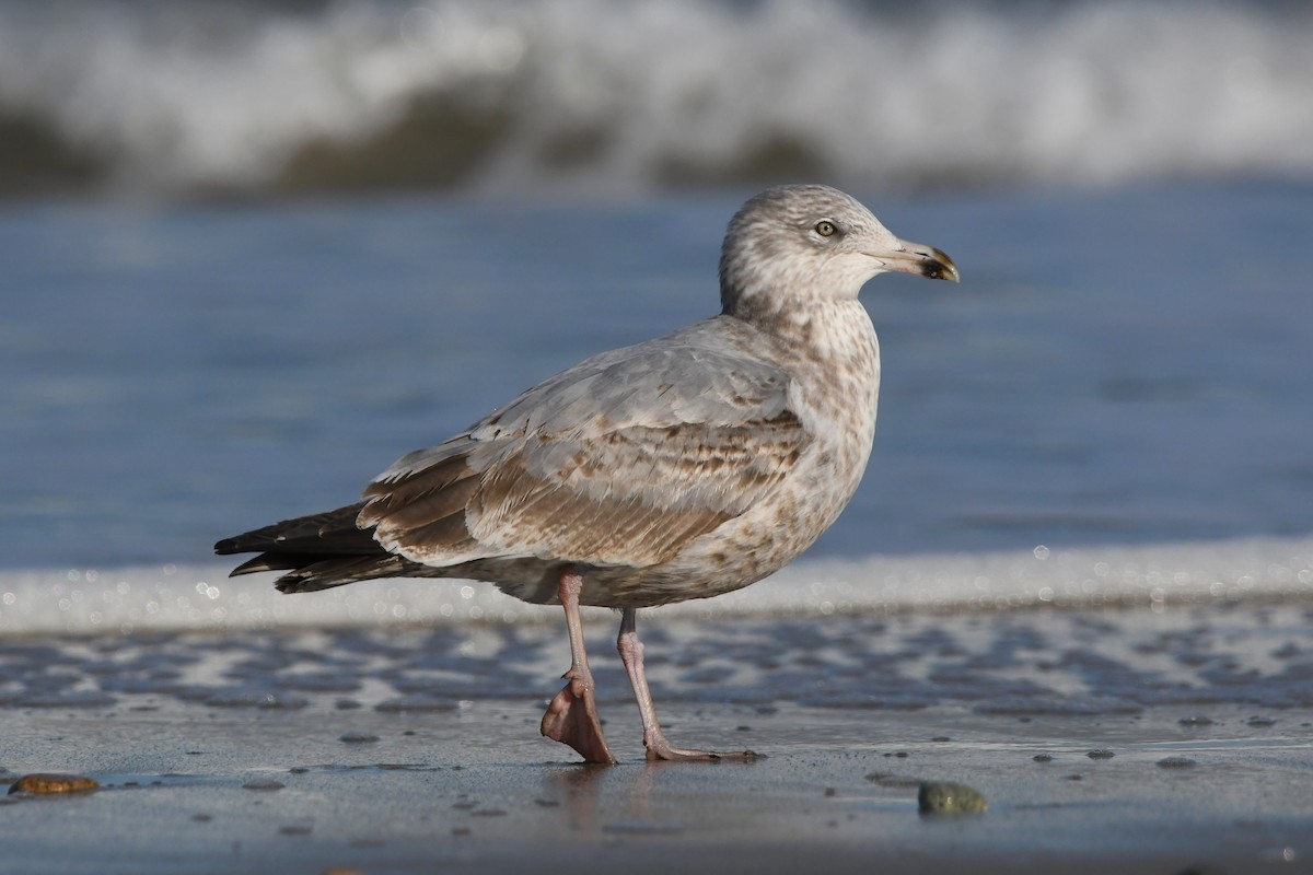 Herring Gull - ML406819381