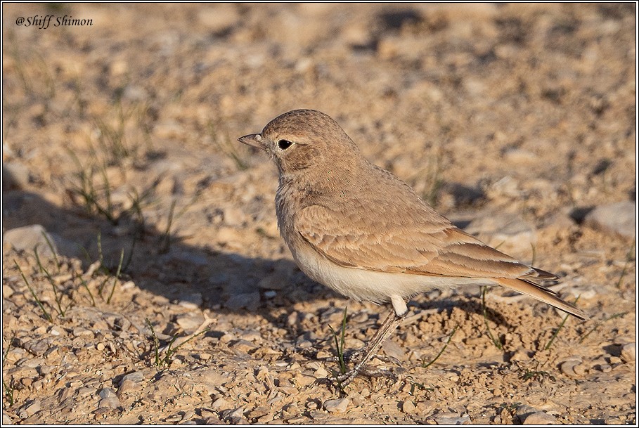Bar-tailed Lark - ML406821211