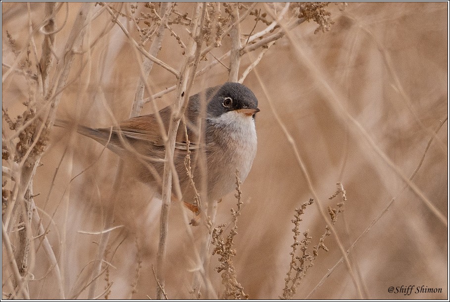 Spectacled Warbler - ML406821491
