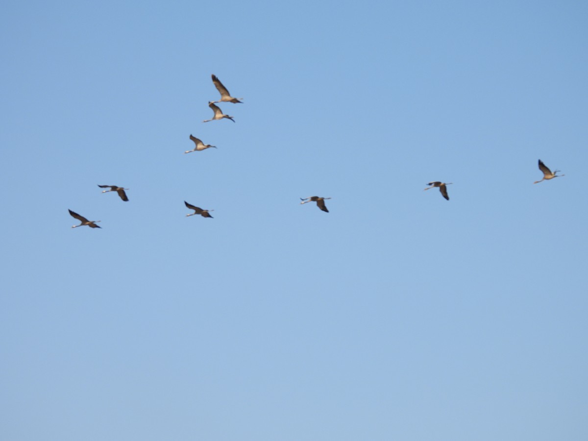 Common Crane - Jim Panwar