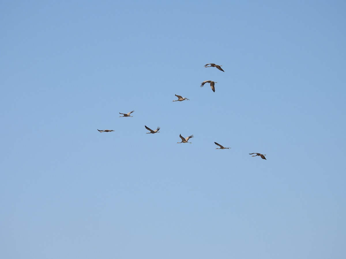 Common Crane - Jim Panwar