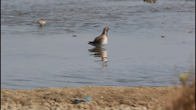 Long-billed Dowitcher - ML406823761