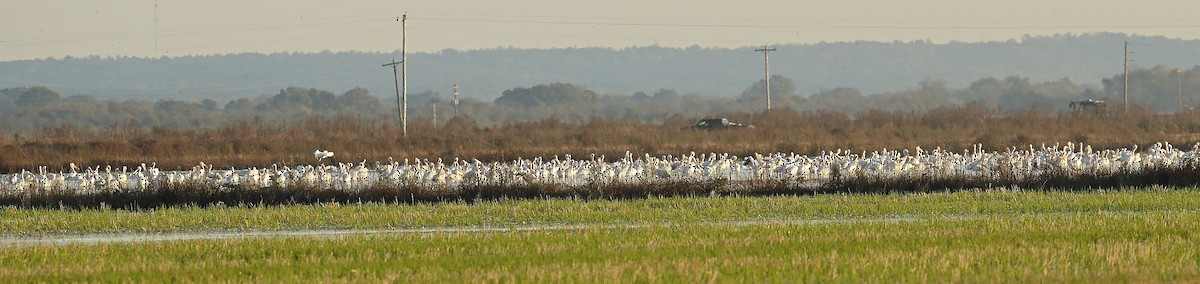 American White Pelican - ML40682411