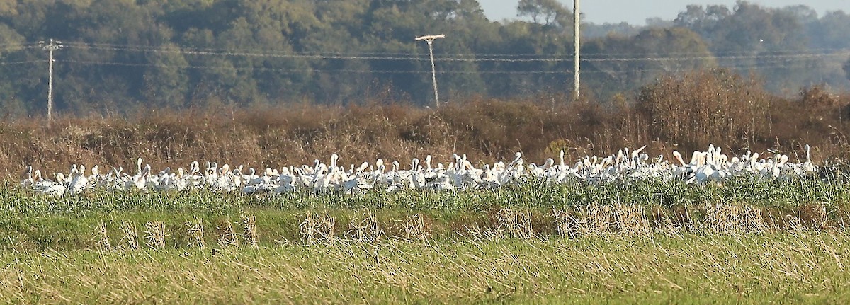 American White Pelican - ML40682421