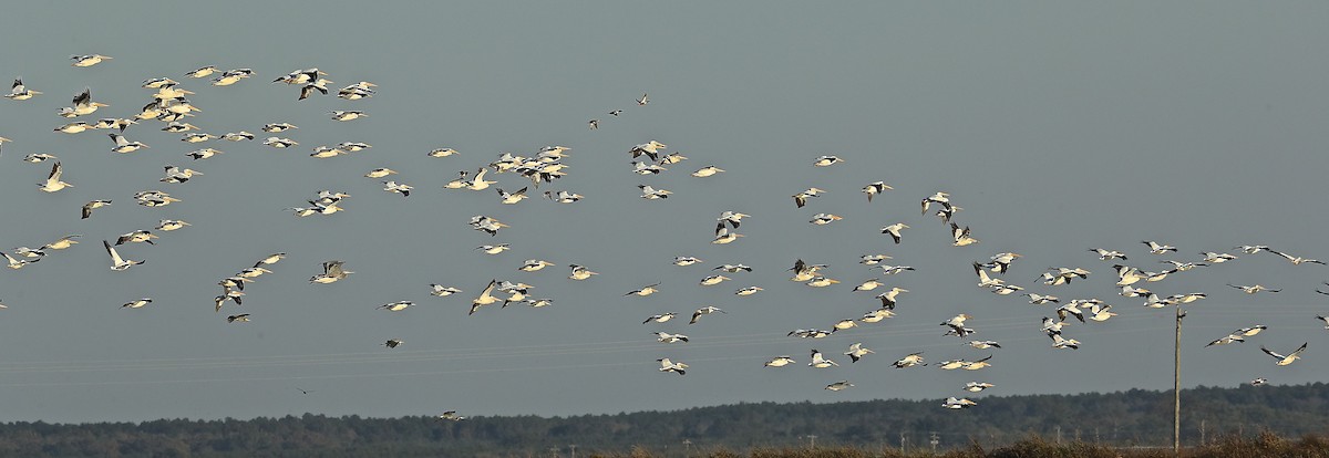 American White Pelican - ML40682441