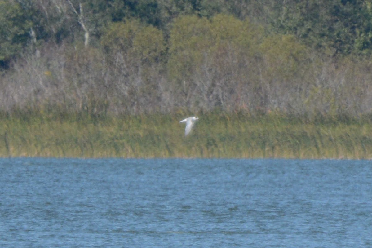 Common Tern - ML40682521